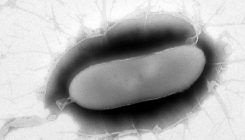[:es]Descrita una nueva especie de bacteria en la Antártida[:]