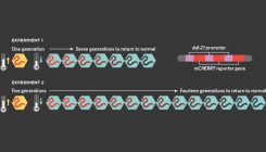 [:eu]Epigenetic Inheritance in Nematodes[:]