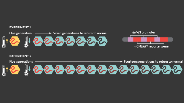 [:eu]Epigenetic Inheritance in Nematodes[:]