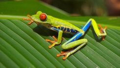 [:eu]Extinction that killed the dinosaurs may have led to frog explosion[:]
