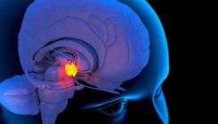 [:es]The breakdown of this brain region may accelerate aging[:]