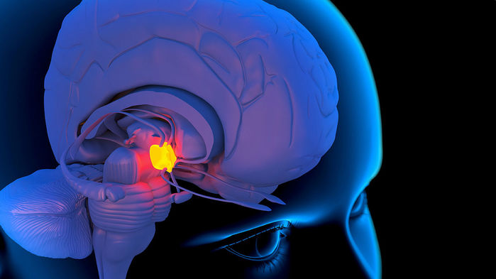 [:es]The breakdown of this brain region may accelerate aging[:]