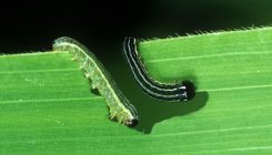 [:eu]Plants turn caterpillars into cannibals[:]