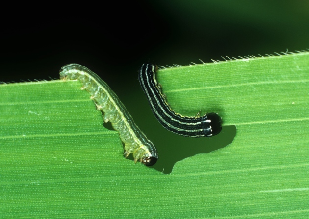 [:eu]Plants turn caterpillars into cannibals[:]