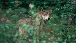 [:eu]Ancient genomes heat up dog domestication debate[:]