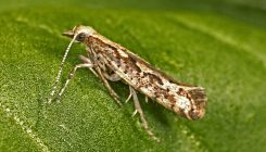 [:eu]Insectos modificados genéticamente para reducir el uso de pesticidas[:]