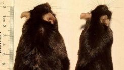 [:eu]Does my sense of smell make me look fat? In mice, the answer seems to be yes[:]