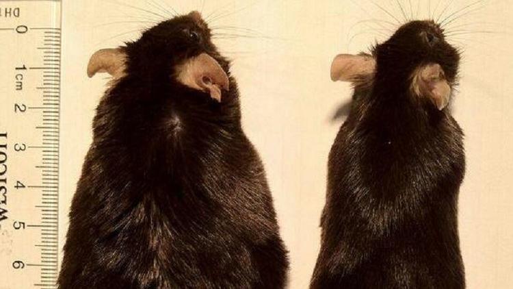 [:eu]Does my sense of smell make me look fat? In mice, the answer seems to be yes[:]