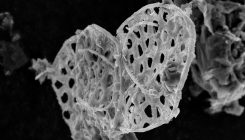[:eu]New Fossils Push Back Earliest Single-Celled Skeletons 200 Million Years[:]