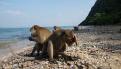 [:es]Tool-wielding monkeys push local shellfish to edge of extinction[:]
