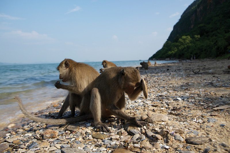 [:es]Tool-wielding monkeys push local shellfish to edge of extinction[:]