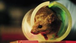 [:es]Sexua, zientziak ahaztutako aldagaia[:]