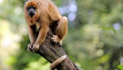 [:es]Malaria parasite spreads from howler monkeys to humans[:]