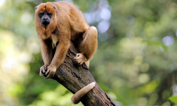 [:es]Malaria parasite spreads from howler monkeys to humans[:]