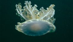 [:es]Jellyfish caught snoozing give clues to origin of sleep[:]