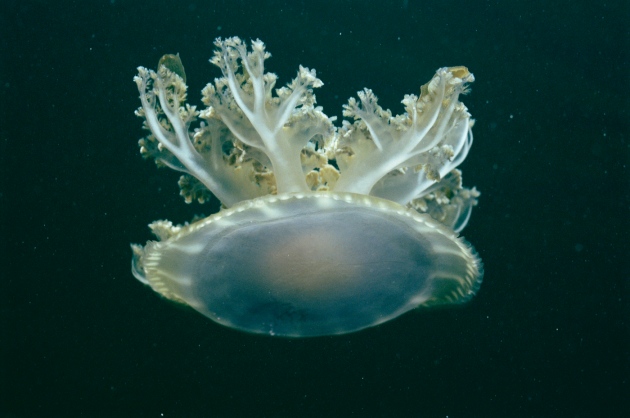 [:es]Jellyfish caught snoozing give clues to origin of sleep[:]