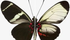 [:es]Un solo gen es clave para determinar el patrón de color en las mariposas[:]