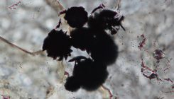 [:es]Oldest traces of life on Earth may lurk in Canadian rocks[:]