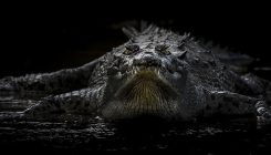 [:es]Something is changing the sex of Costa Rican crocodiles[:]