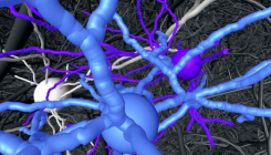 [:es]Highly precise wiring in the cerebral cortex[:]