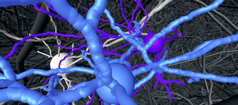 [:es]Highly precise wiring in the cerebral cortex[:]