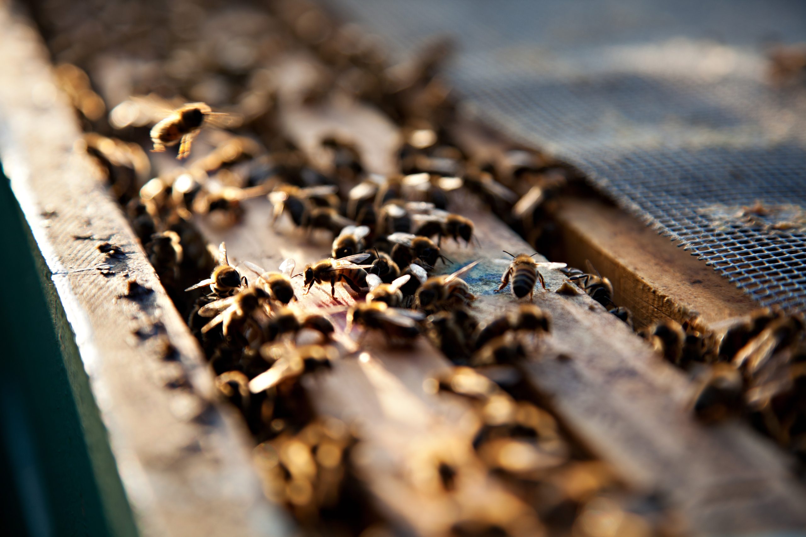 [:es]Una máquina aprende a traducir el mensaje que se oculta en los bailes de las abejas[:]