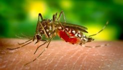 [:es]Descubren por qué el virus del Zika se volvió tan peligroso[:]