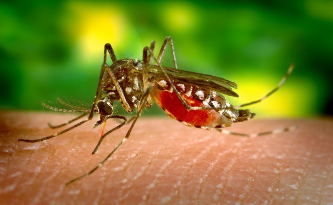 [:es]Descubren por qué el virus del Zika se volvió tan peligroso[:]