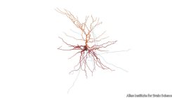 [:es]The first data from a repository of living human brain cells[:]