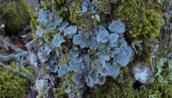 [:es]El liquen que cambia su estrategia de reproducción en función del clima[:]