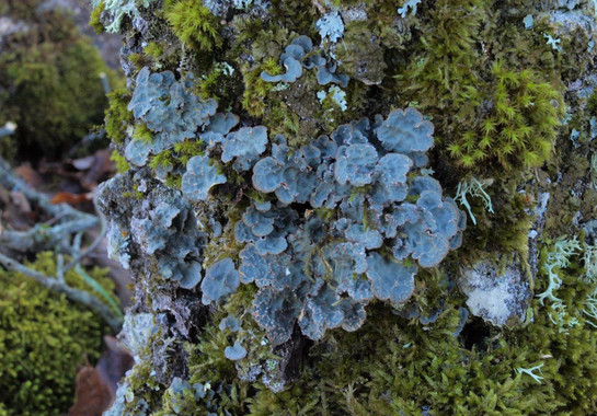 [:es]El liquen que cambia su estrategia de reproducción en función del clima[:]