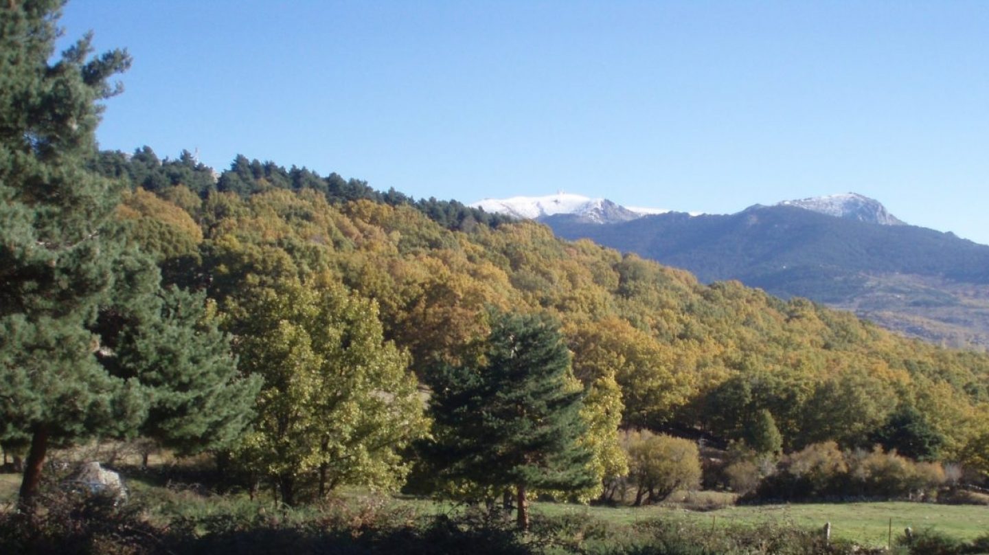 [:es]Tres bosques serán laboratorios para estudiar su adaptación al cambio climático[:]