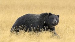 [:es]Yellowstone Grizzlies May Soon Commingle With Northern Cousins[:]