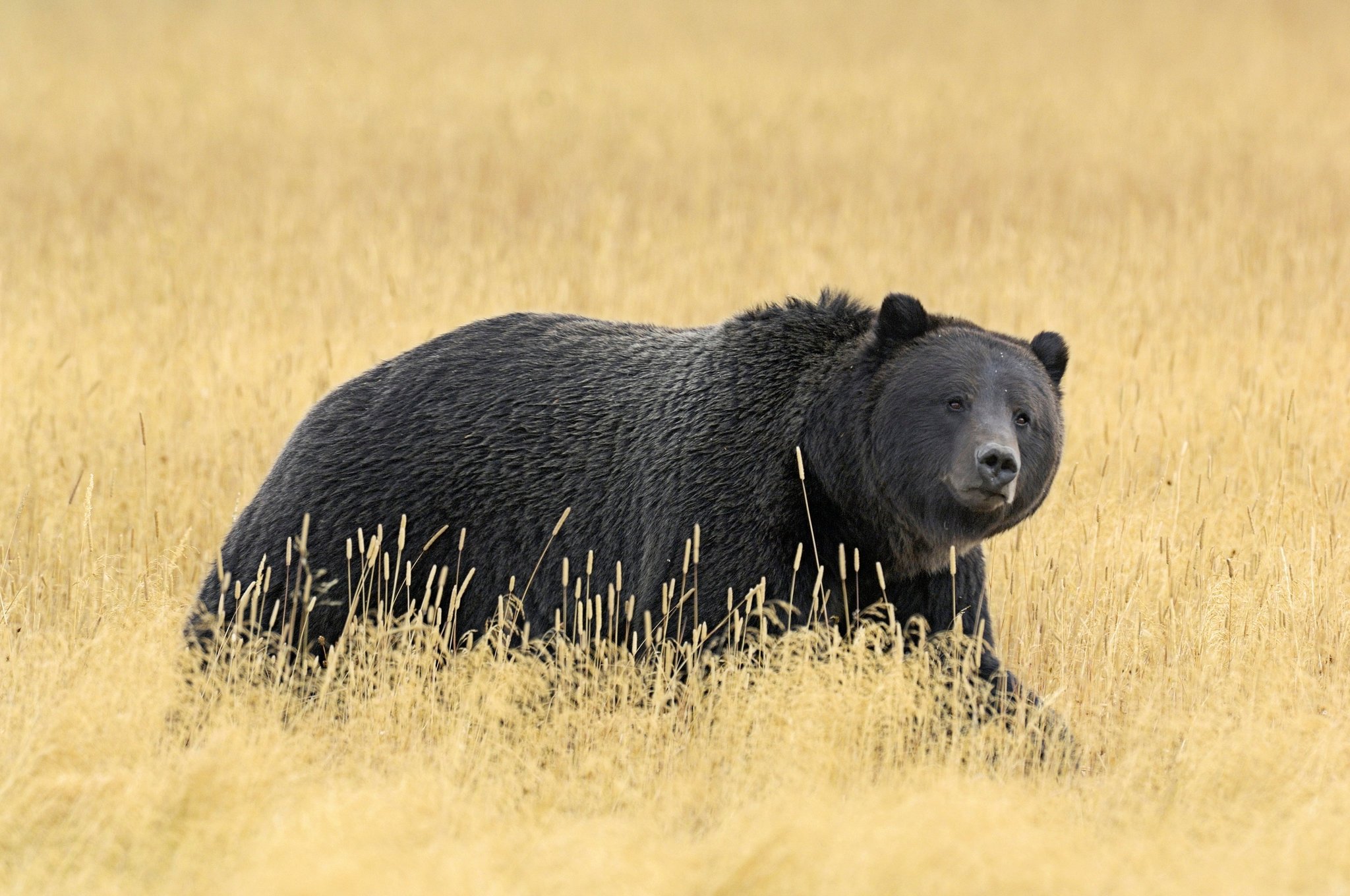 [:es]Yellowstone Grizzlies May Soon Commingle With Northern Cousins[:]