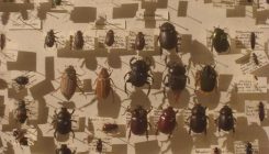[:es]Darwin’s Lost Beetle Is Back[:]