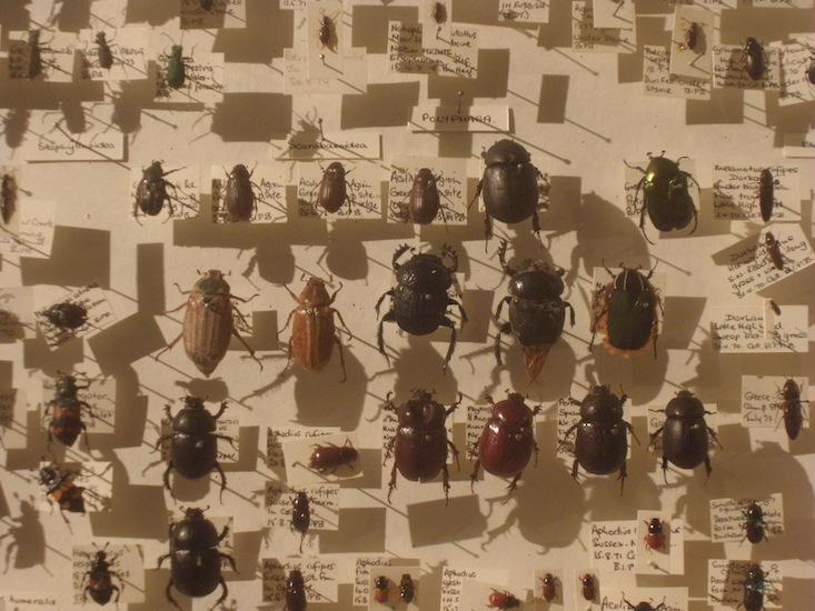 [:es]Darwin’s Lost Beetle Is Back[:]