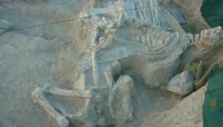 [:es]Hallan en Madrid los fósiles de la jirafa gigante de cuatro ‘cuernos’ más primitiva[:]