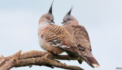 [:es]A bird’s alarm calls do not always come out of its beak[:]