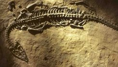 [:es]Return of the ’Ologies: Natural History Makes a Comeback on Campus[:]