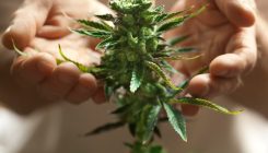 [:es]The bad science of medical cannabis[:]