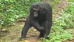 [:es]Chimps Tailor Alarms to What Other Chimps Know[:]