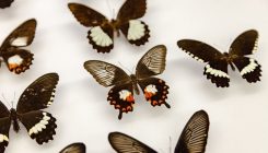 [:es]Completando el puzzle genético de las mariposas[:]
