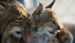 [:es]Luces y sombras en la recuperación del lince ibérico[:]