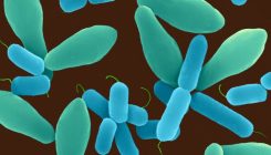 [:es]Gut microbes can shape responses to cancer immunotherapy[:]