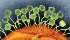 [:es]Does a sea of viruses inside our body help keep us healthy?[:]