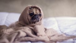 [:es]We still don’t really know where dogs came from[:]
