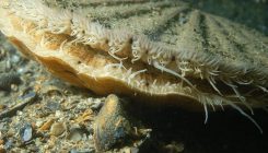 [:es]The Scallop Sees With Space-Age Eyes — Hundreds of Them[:]