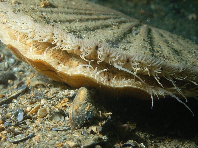 [:es]The Scallop Sees With Space-Age Eyes — Hundreds of Them[:]