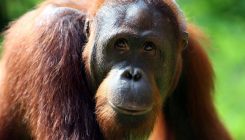 [:es]Curious Orangutans, Raised by Humans, Do Better on Cognitive Tests[:]