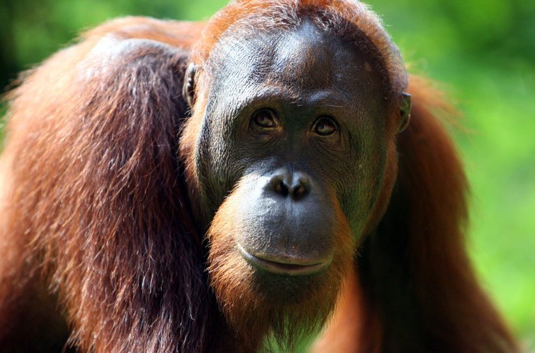 [:es]Curious Orangutans, Raised by Humans, Do Better on Cognitive Tests[:]